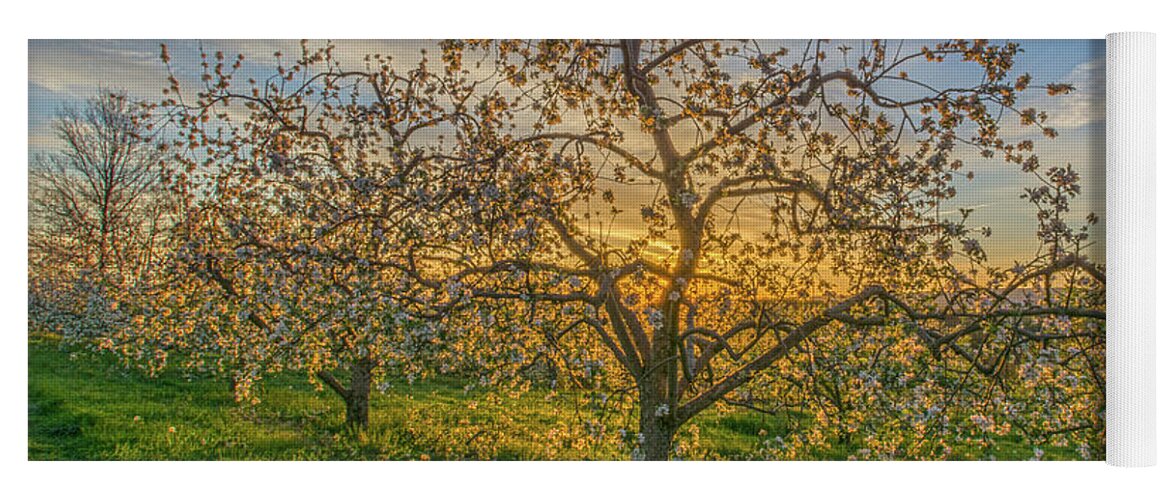 Hudson Valley Yoga Mat featuring the photograph Apple Blossoms At Sunrise 2 by Angelo Marcialis