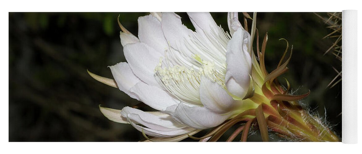 Cactus Yoga Mat featuring the photograph Applecactus Flower by Paul Rebmann
