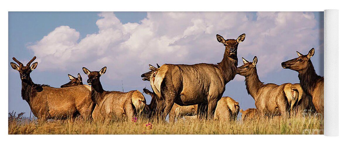 Arizona Elk On The Rise Yoga Mat featuring the photograph Arizona Elk On the Rise by Priscilla Burgers