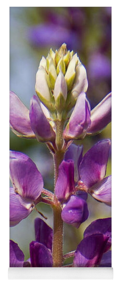 Purple Yoga Mat featuring the photograph Arizona Lupine by Kelly Holm