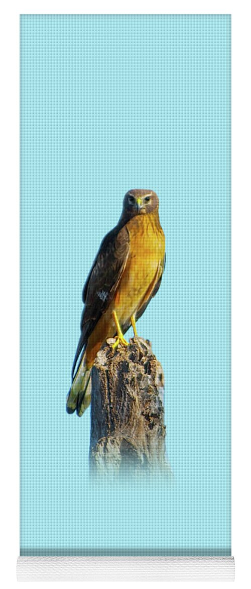 Northern Harrier Yoga Mat featuring the photograph Northern Harrier Hawk by Mark Andrew Thomas