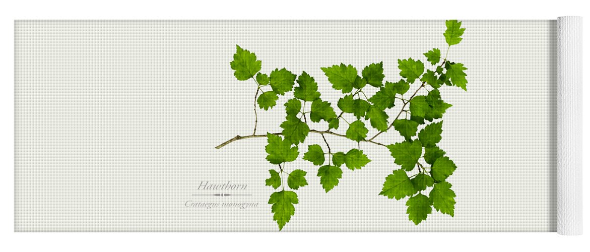 Leaves Yoga Mat featuring the photograph Hawthorn by Christina Rollo