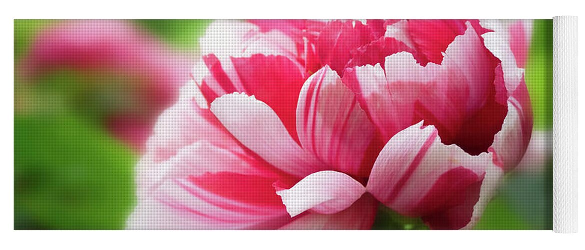 Asia Yoga Mat featuring the photograph As grand as it can be- Peony by Usha Peddamatham