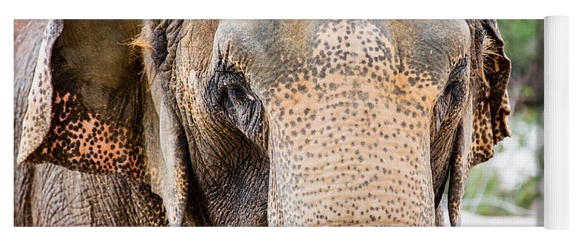 El Paso Yoga Mat featuring the photograph Asian Elephant by SR Green