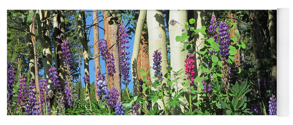 Lupine Yoga Mat featuring the photograph Aspen and Lupine by Marilyn Hunt