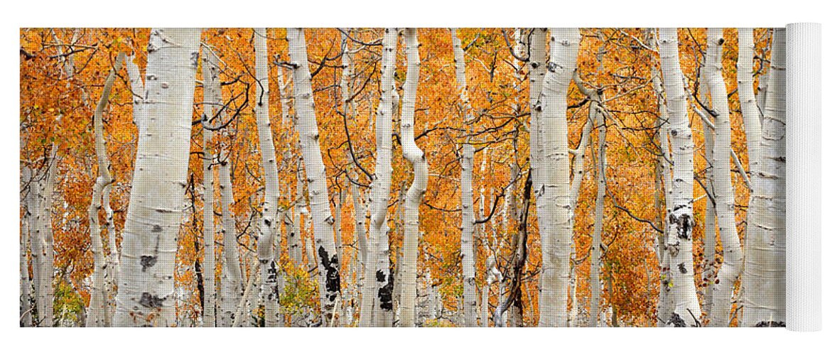 Aspen Yoga Mat featuring the photograph Aspen Forest in Fall by Brett Pelletier