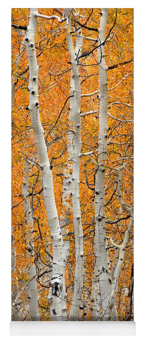 Fall Yoga Mat featuring the photograph Aspen Grove by Brett Pelletier