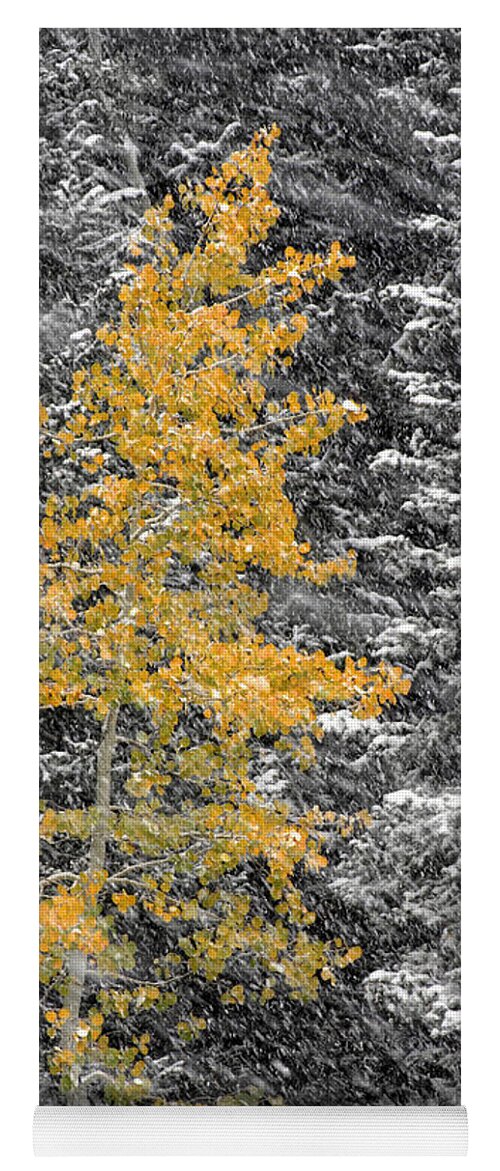 Landscape Yoga Mat featuring the photograph Aspen Tree in Snow Storm by Brett Pelletier