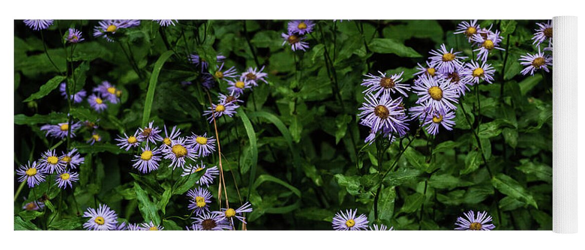 Flower Yoga Mat featuring the photograph Asters by Jody Partin