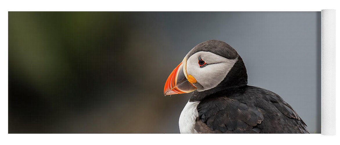 Atlantic Puffin Yoga Mat featuring the photograph Atlantic puffin by Arterra Picture Library