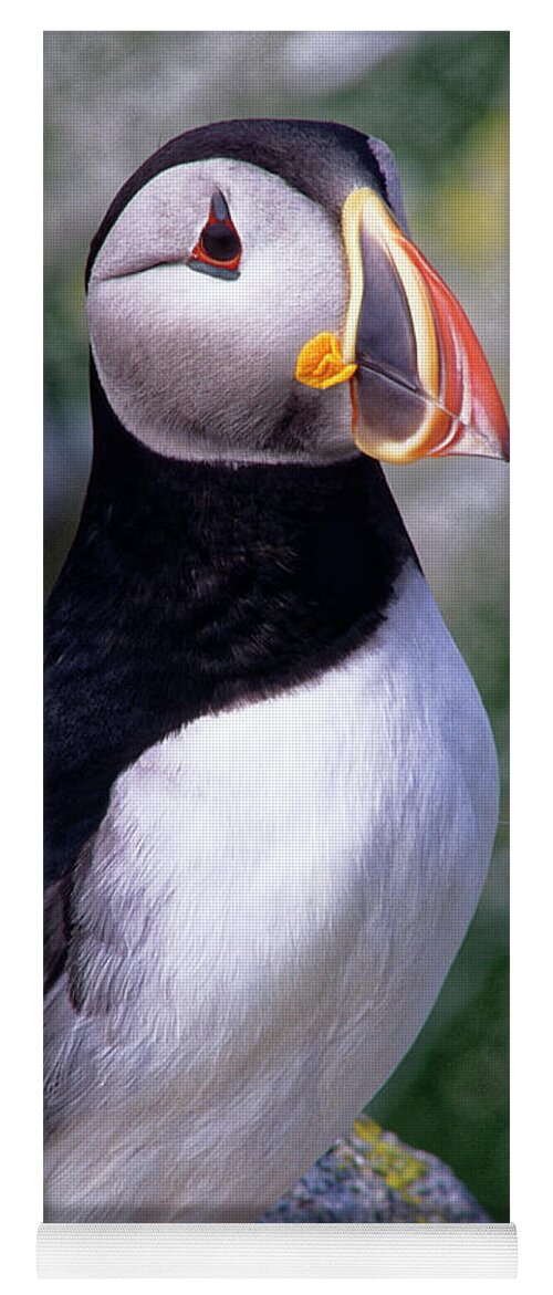 Puffin Yoga Mat featuring the photograph Atlantic Puffin by Kevin Shields