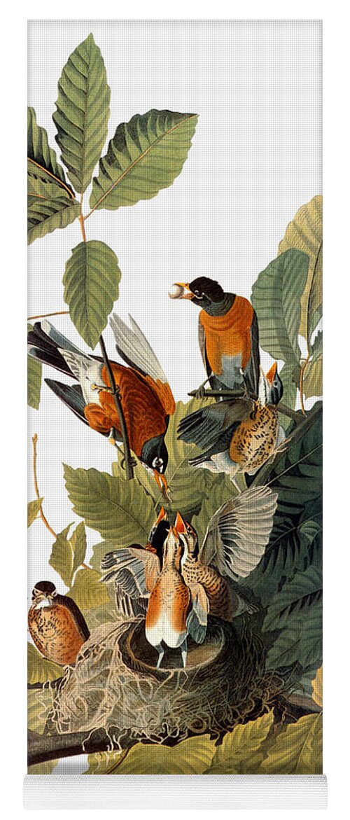 1838 Yoga Mat featuring the photograph Audubon: Robin by Granger
