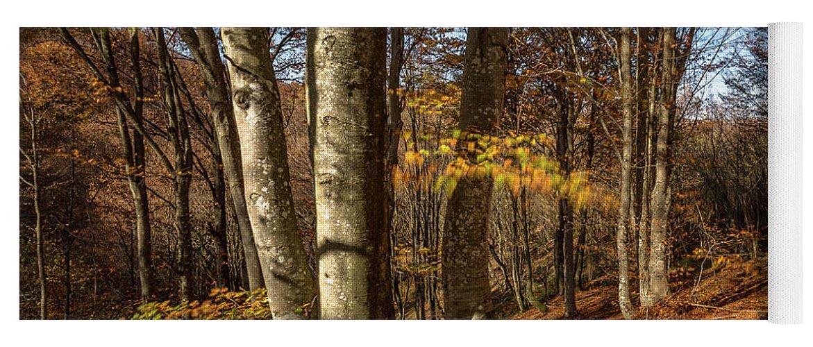 Landscape Yoga Mat featuring the photograph Autumn afternoon in forest by Davorin Mance