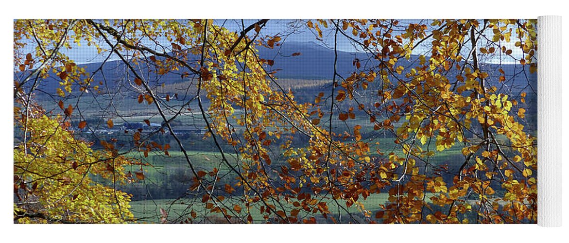 Autumn Yoga Mat featuring the photograph Beech tree in Autumn by Phil Banks