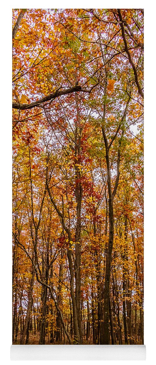 Trees Yoga Mat featuring the photograph Autumn forest by SAURAVphoto Online Store