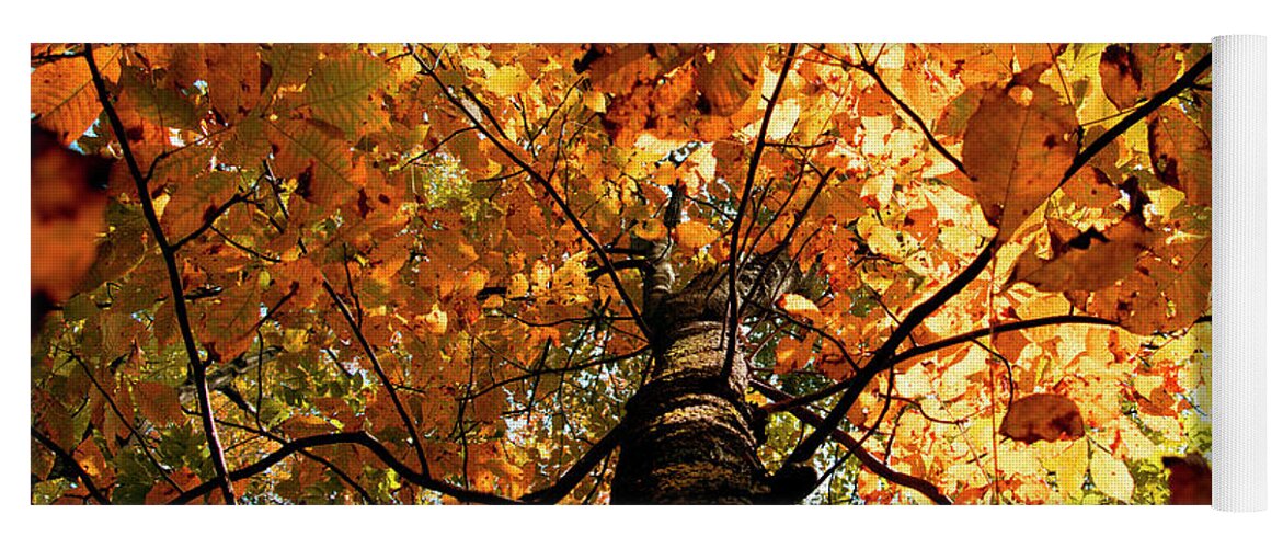 Glorious Yoga Mat featuring the photograph Autumn is Glorious by Rebecca Davis