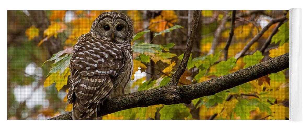 Barred Owl Yoga Mat featuring the photograph Autumn Owl by Kevin Craft