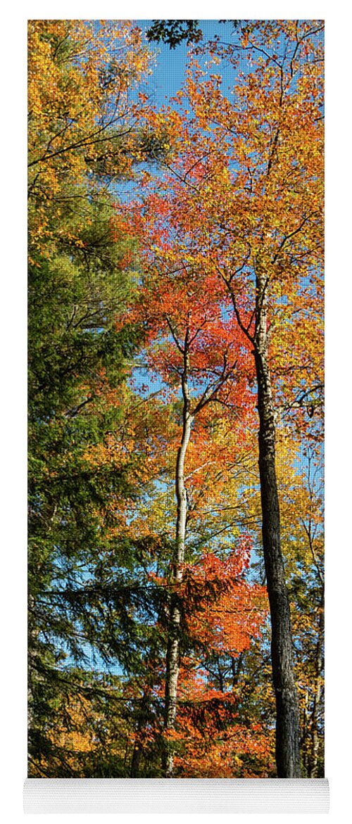 Autumn Yoga Mat featuring the photograph Autumn Trees by Barry Wills
