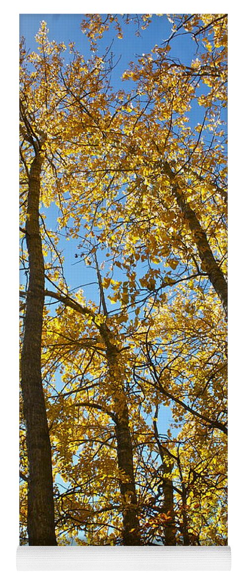 Season Yoga Mat featuring the photograph Autumn Trees by Linda Bianic
