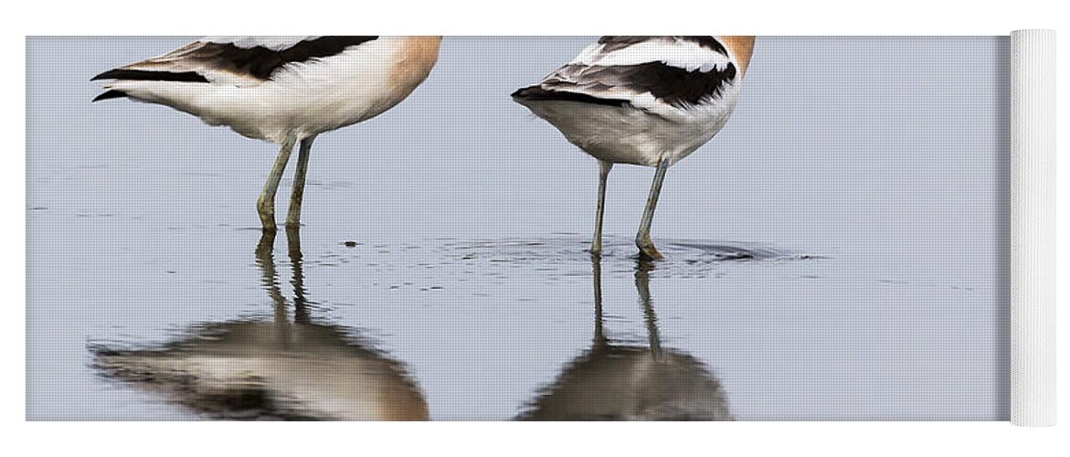 Avocet Yoga Mat featuring the photograph Avocets by Jim Miller