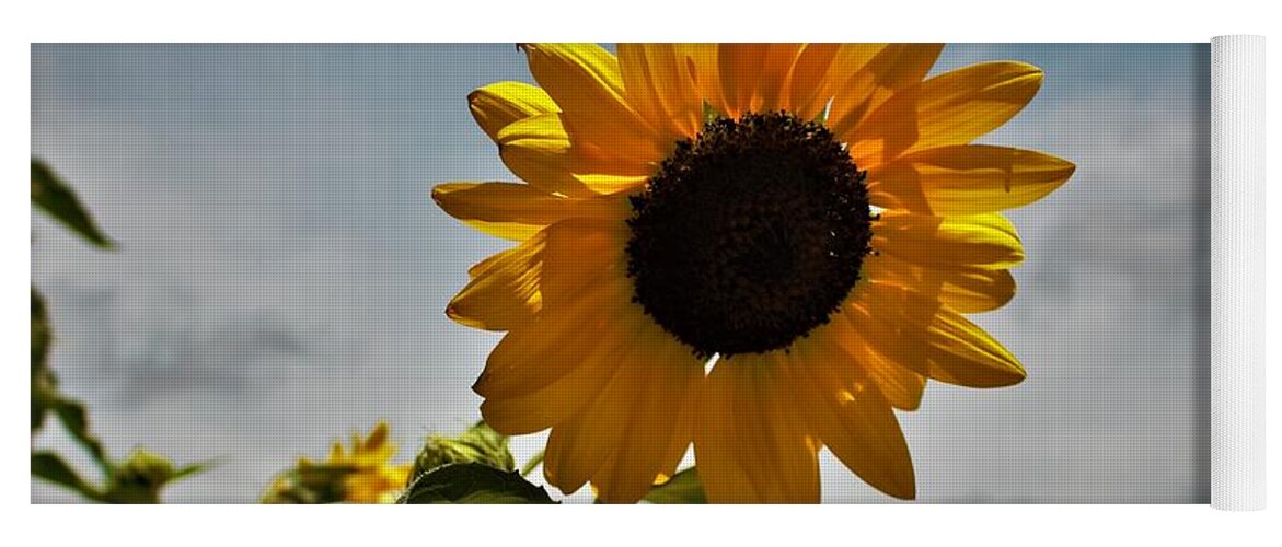 Flower Yoga Mat featuring the photograph 2001 - Awakening Sunflower by Sheryl L Sutter