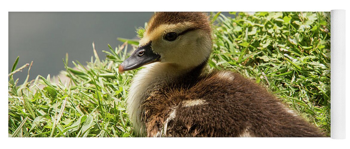 Photograph Yoga Mat featuring the photograph Baby duck by the water by Jason Hughes