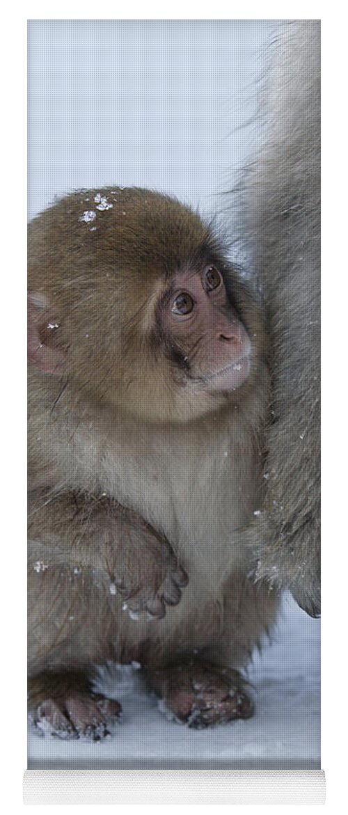 Japanese Macaque Yoga Mat featuring the photograph Baby Snow Monkey by Jean-Louis Klein & Marie-Luce Hubert