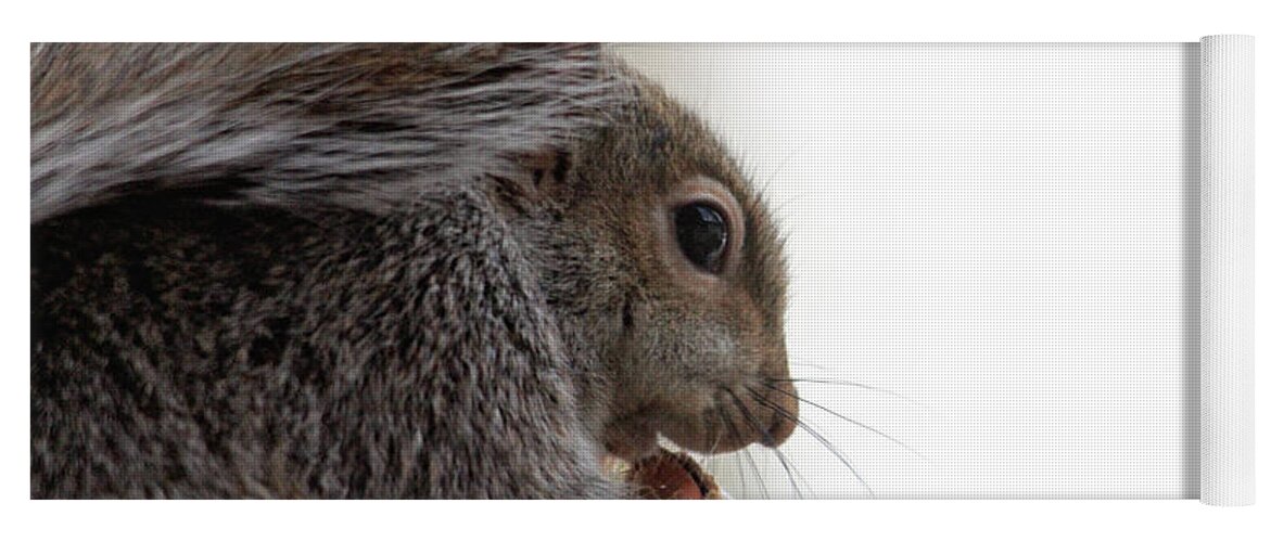 Squirrels Yoga Mat featuring the photograph Baby Squirrel Portrait by Trina Ansel