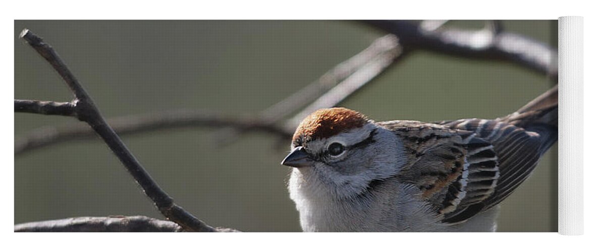 Nature Yoga Mat featuring the photograph Backlit Chipping Sparrow by Sue Capuano