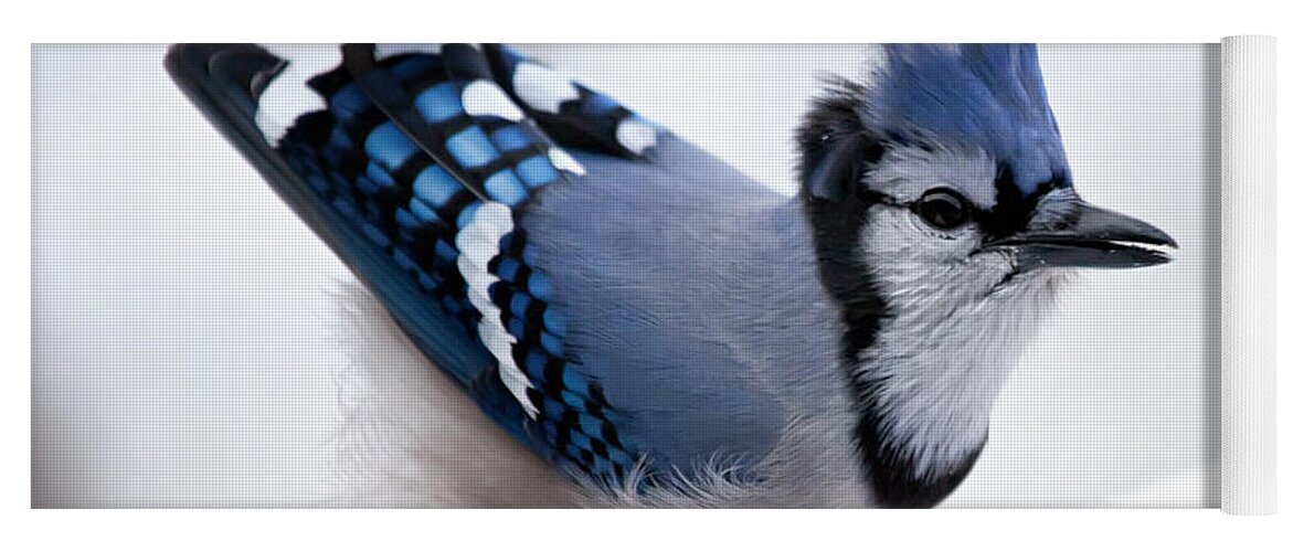 Blue Jay' Yoga Mat featuring the photograph Bad feather day by Al Mueller