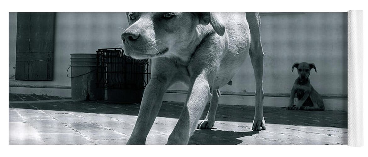 Dog Yoga Mat featuring the photograph Bahamas Dog by Becqi Sherman