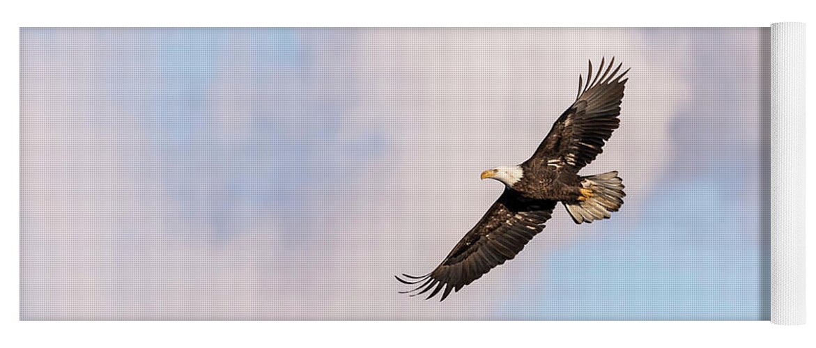 American Bald Eagle Yoga Mat featuring the photograph Bald Eagle 2017-5 by Thomas Young