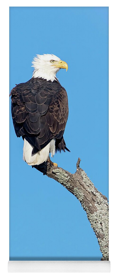 Bald Eagle Yoga Mat featuring the photograph Bald Eagle by Eilish Palmer
