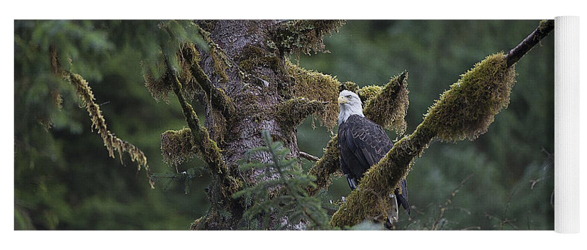 Eagle Yoga Mat featuring the photograph Bald Eagle in Tree of Moss by Bill Cubitt