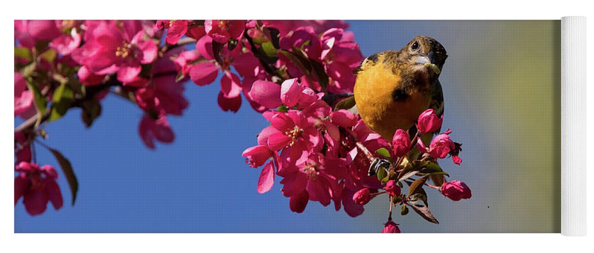 Baltimore Yoga Mat featuring the photograph Baltimore Oriole in Blossom by Mircea Costina Photography