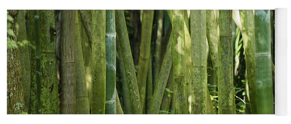 Bamboo Yoga Mat featuring the photograph Bamboo Grove by Christi Kraft