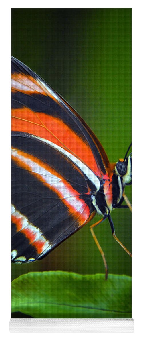 Banded Orange Longwing Butterfly Yoga Mat featuring the photograph Banded Orange Longwing Butterfly by Peg Runyan