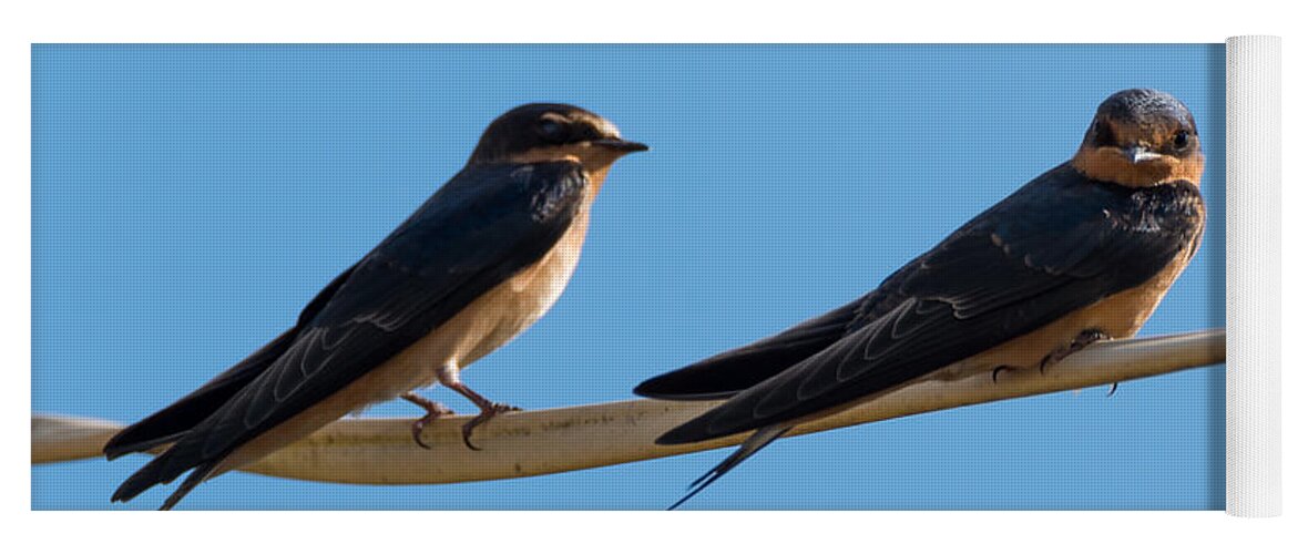 Barn Swallows Yoga Mat featuring the photograph Barn Swallows by Holden The Moment