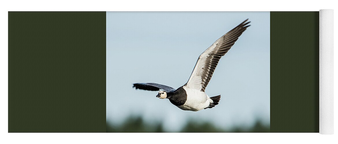 Barnacle Goose Yoga Mat featuring the photograph Barnacle Goose square by Torbjorn Swenelius