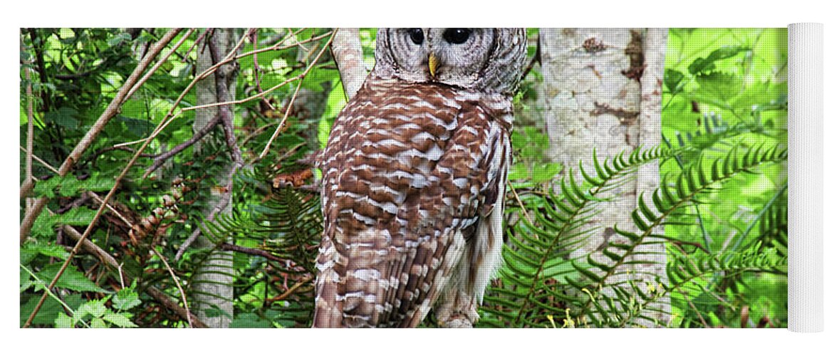 Barred Owl Yoga Mat featuring the photograph Barred Owl Hunting in Alder Forest by Peggy Collins