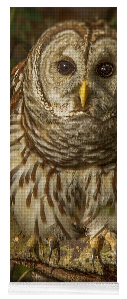 Cute Barred Owl Yoga Mat featuring the photograph Barred Owl on the alert by Jean Noren