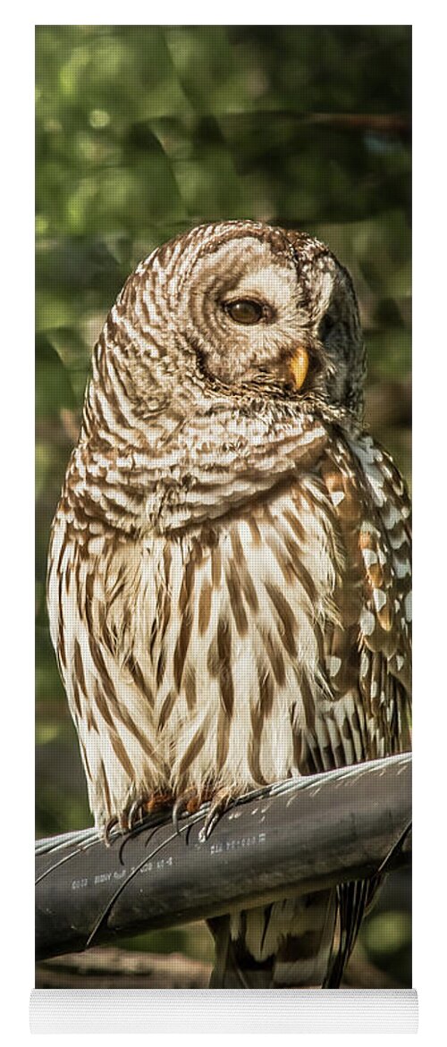 Nature Yoga Mat featuring the photograph Barred Owl by Robert Frederick