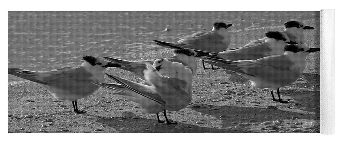Birch Yoga Mat featuring the photograph Beach Birds by Juergen Roth