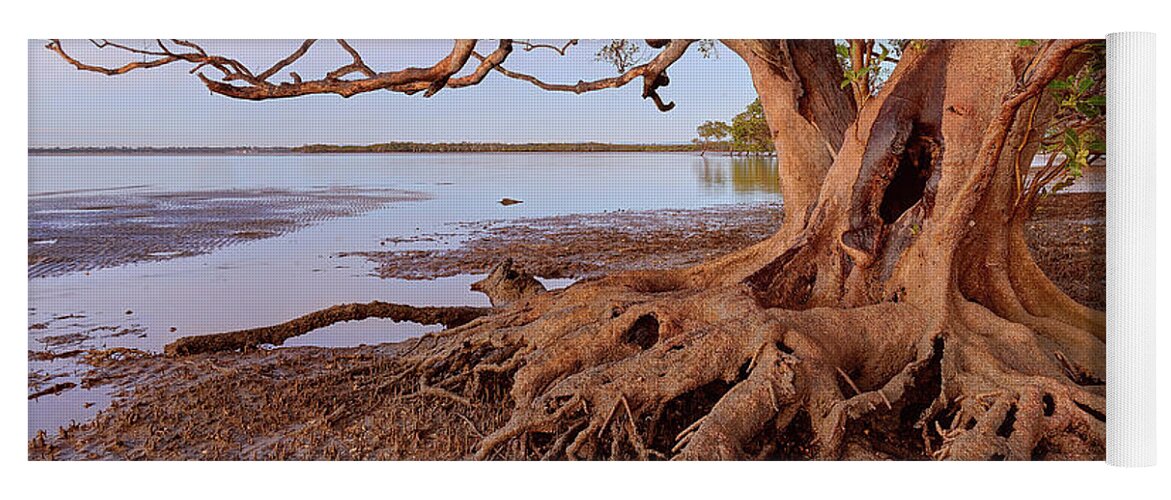 Mangrove Yoga Mat featuring the photograph Beachmere, Queensland, Australia by Robert Charity