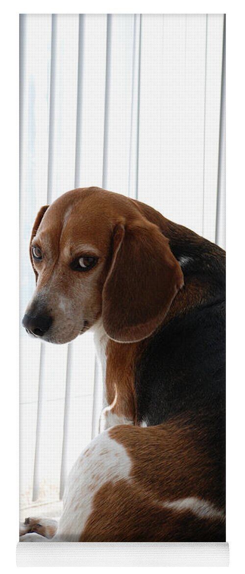 Beagle Yoga Mat featuring the photograph Beagle Attitude by Jennifer Ancker