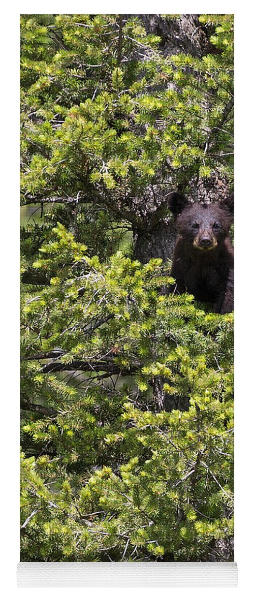 American Black Bear Yoga Mat featuring the photograph Bear Cub in Tree by Max Waugh