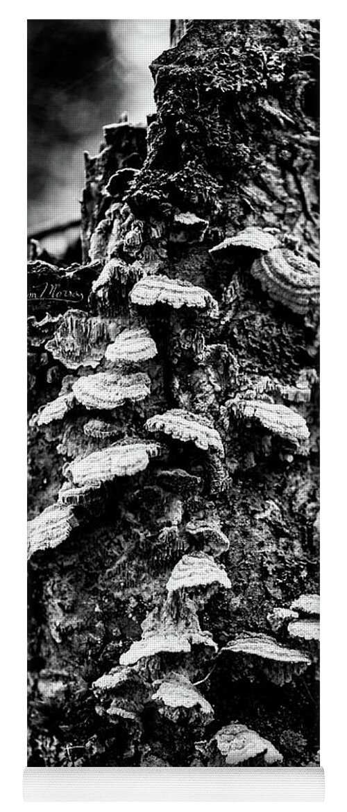 Plants Yoga Mat featuring the photograph Beautiful Decay, Black and White by Adam Morsa