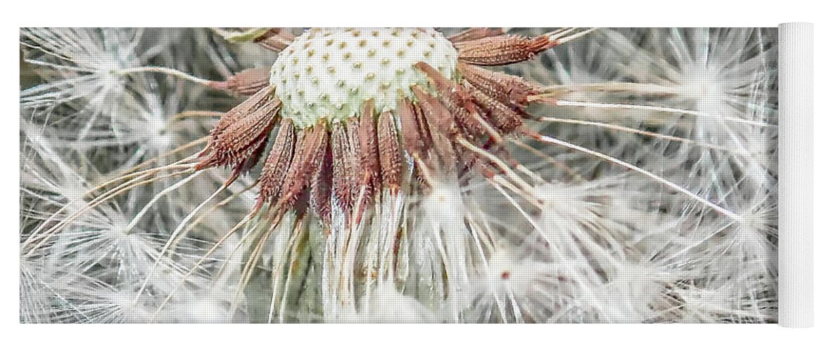 Dandelion Yoga Mat featuring the photograph Beauty Even if Only a Weed by Jennifer Grossnickle