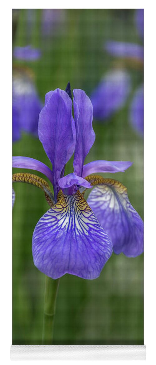 Beauty Of An Iris Yoga Mat featuring the photograph Beauty of an Iris by Debra Martz