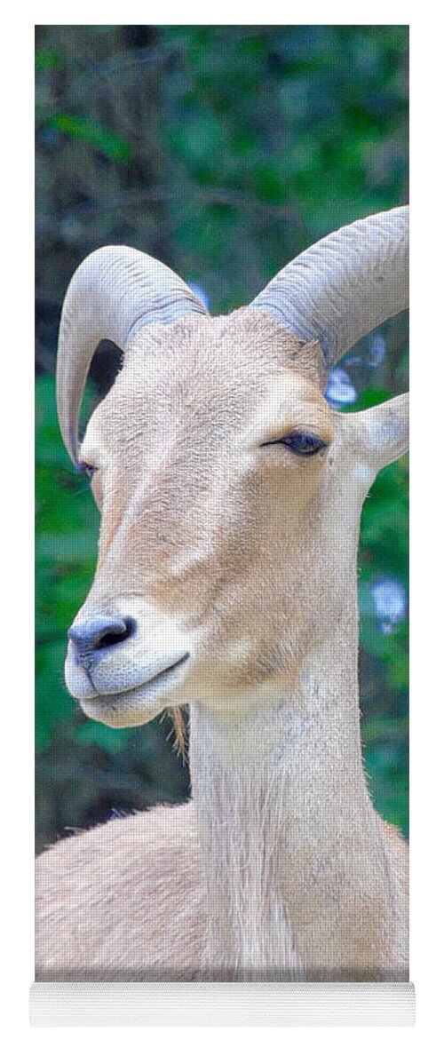 Barbary Sheep Yoga Mat featuring the photograph Because I'm Pretty by Susan Lafleur